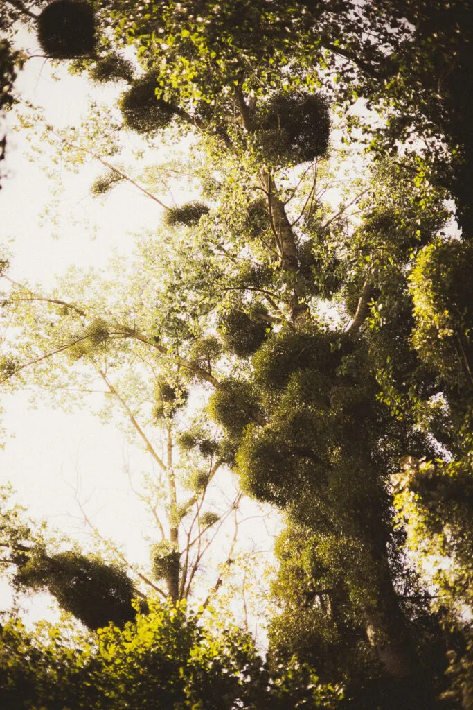 Contre-jour sur de nombreuses boules de gui accrochées aux branches d'arbres le long du sentier à Port-d'Envaux