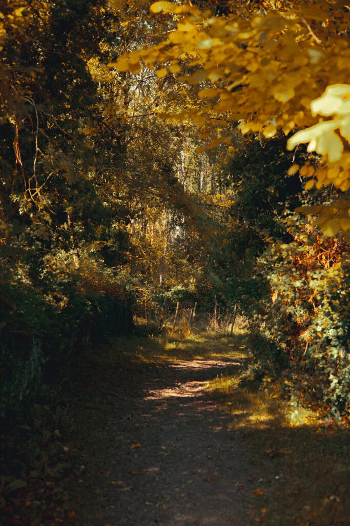 Allée bordée d'arbres au feuillage automnal doré sur le sentier menant aux Lapidiales à Port-d'Envaux