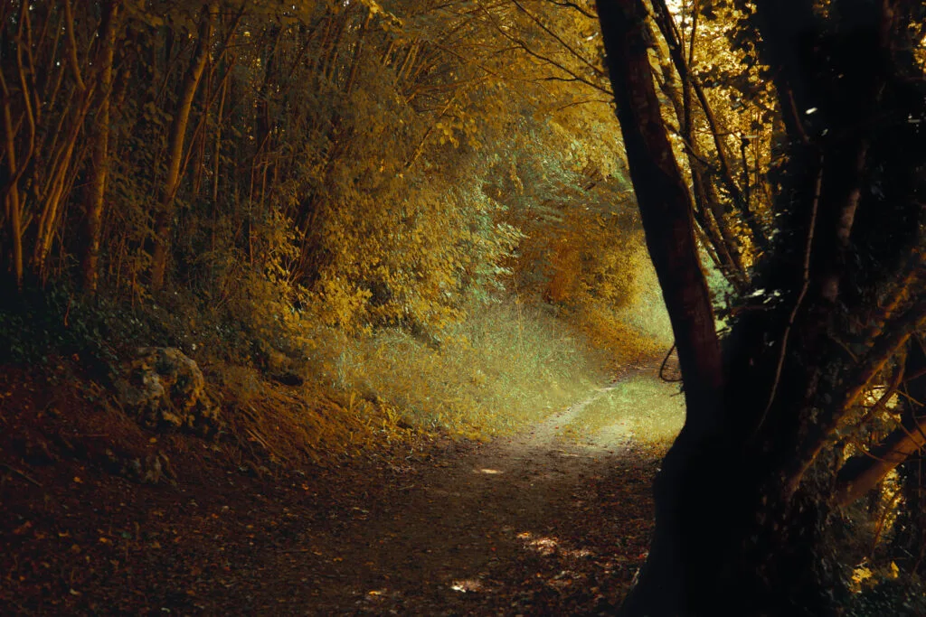 Sentier de randonnée en sous-bois baigné de lumière près de la Galaxie des Pierres Levées à Port-d'Envaux