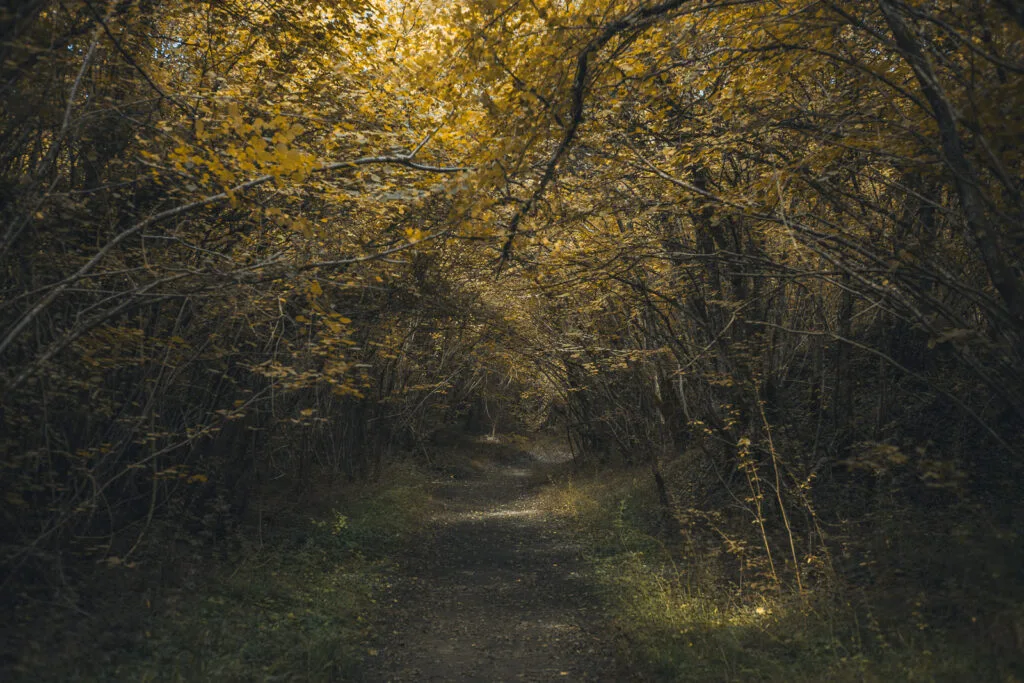 Sentier ombragé sous un tunnel d'arbres reliant Les Lapidiales à la Galaxie des Pierres Levées à Port-d'Envaux