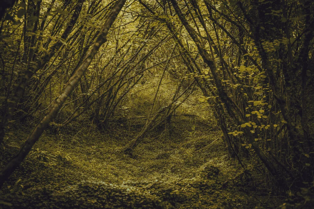 Sous-bois dense formant un tunnel naturel à Port d’Envaux avec arbres et végétation