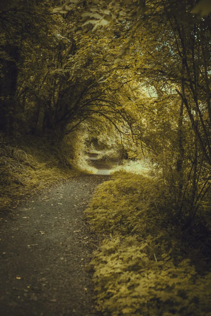 Perspective verticale d'un sentier de randonnée formant un tunnel végétal sous les arbres à Port-d'Envaux